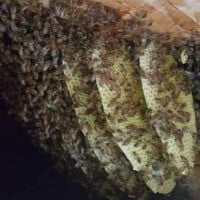 SoCal Bee Hive Removal