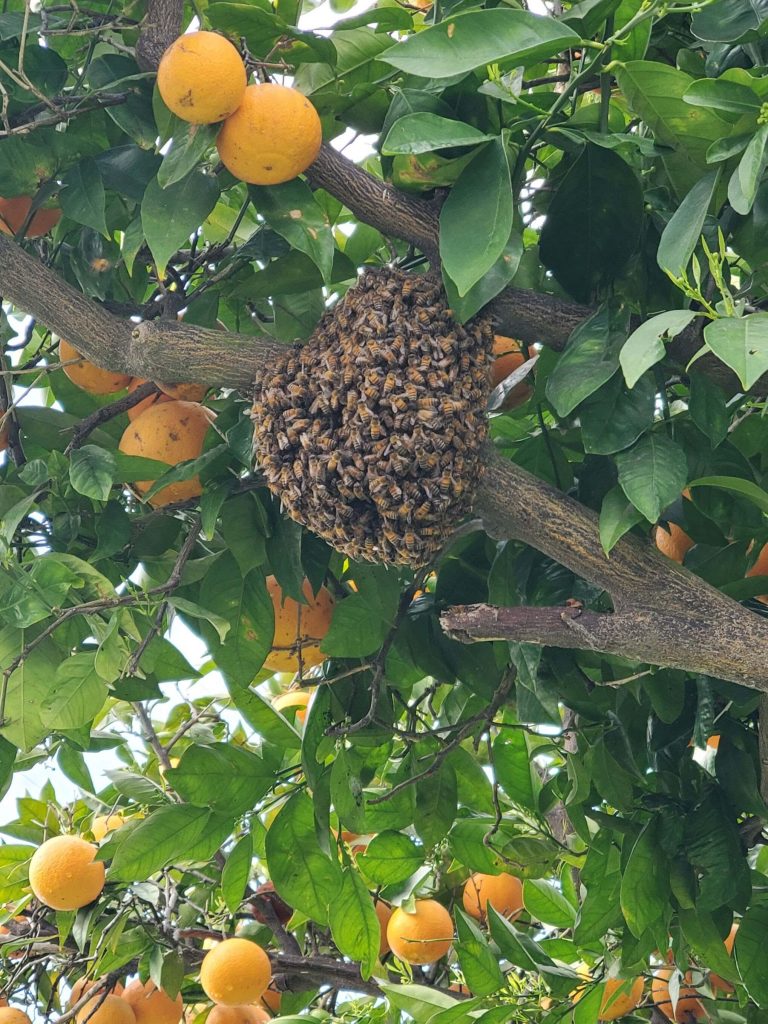 orange bee swarm removal