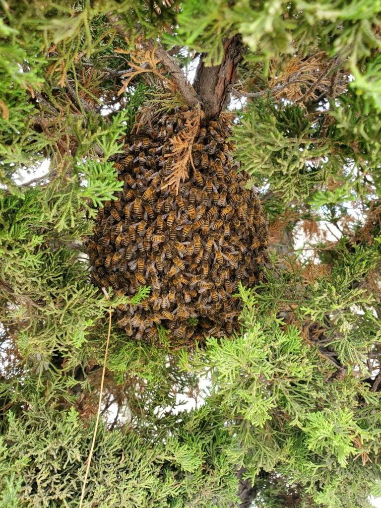 swarm removal from tree