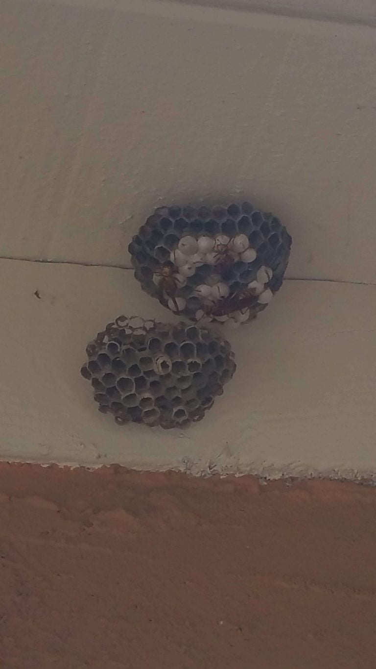 wasp hive removal