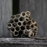 SoCal Wasp Hive Removal
