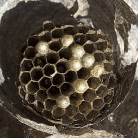 SoCal Wasp Hive Removal